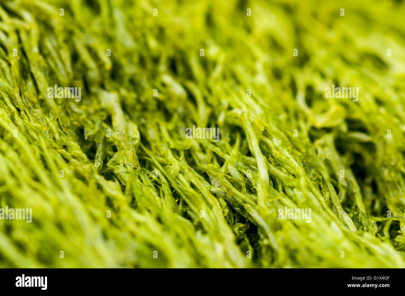 A mat of the green seaweed called gutweed Stock Photo