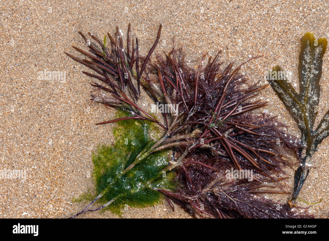 Red seaweed furcellaria lumbricalis uk hires stock photography and