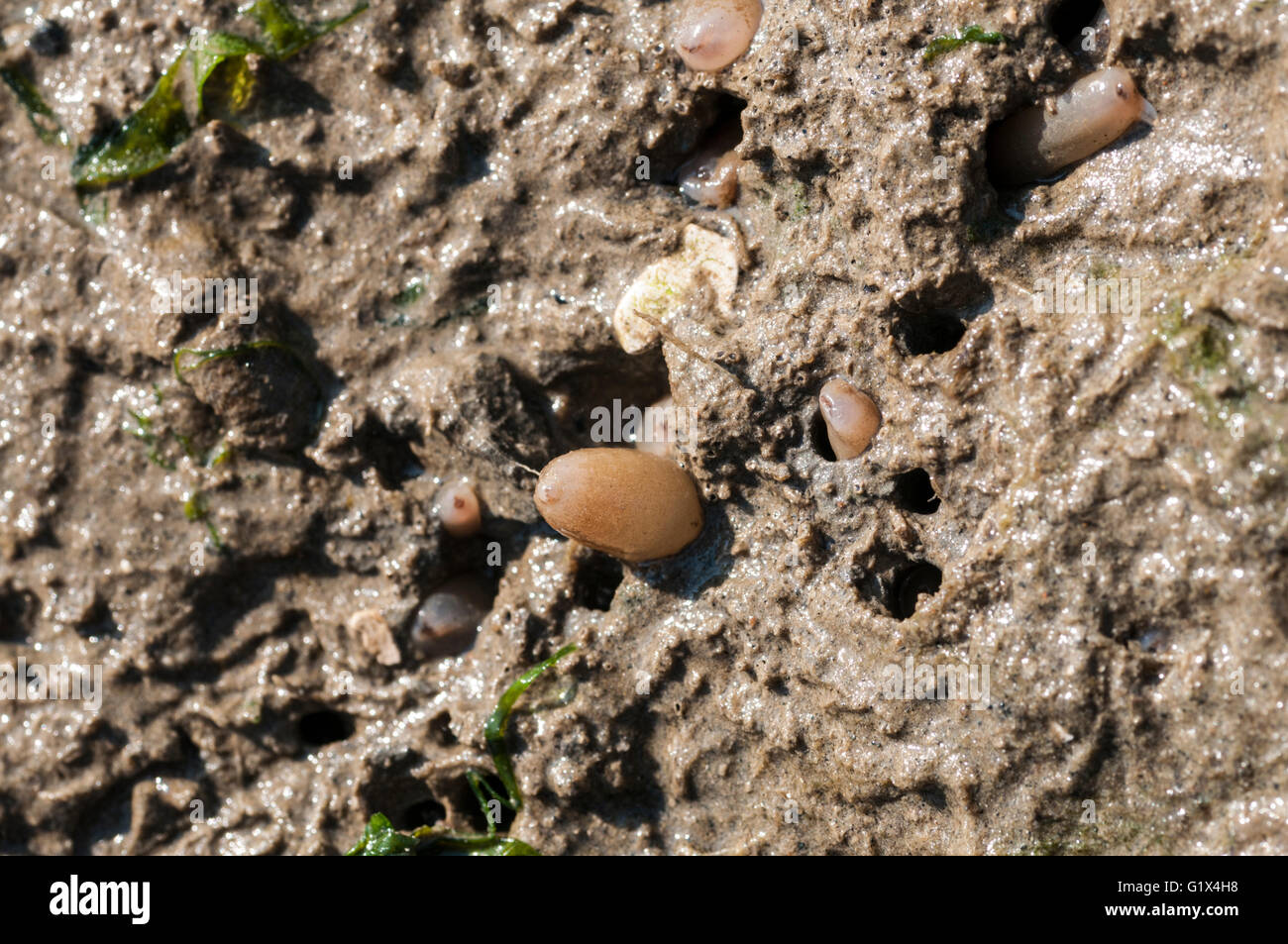 Found under a stone, some marine peanut worms Stock Photo