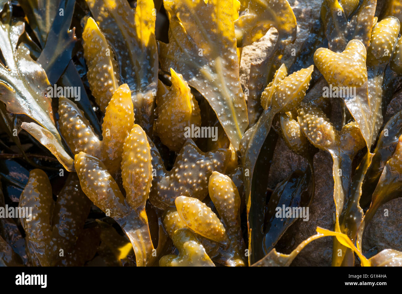 Close up of spiral wrack Stock Photo
