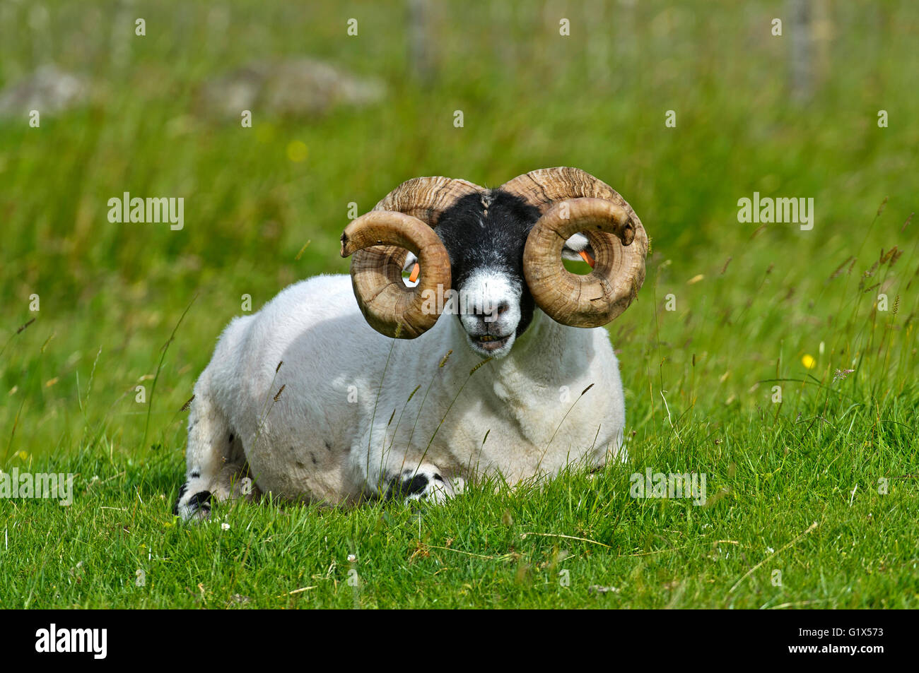 Scottish Blackface sheep, ram, Isle of Skye, Inner Hebrides, Scotland