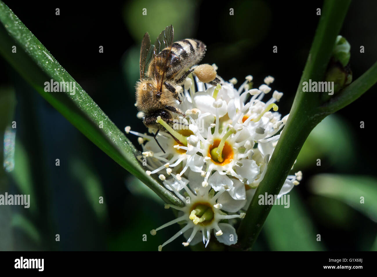 Honey bee (Apis) sitting on flowering cherry laurel (Prunus