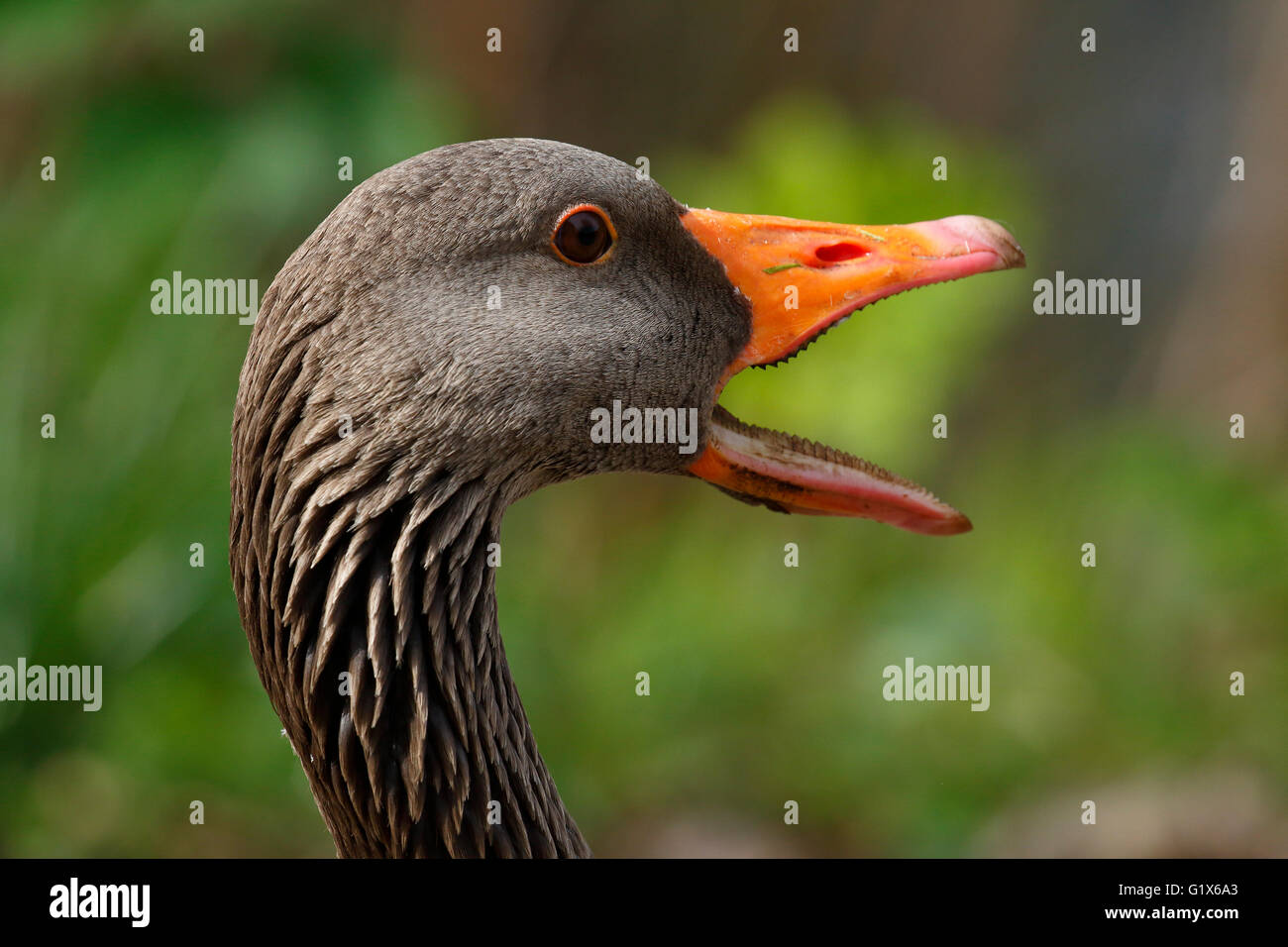 Quacking hires stock photography and images Alamy