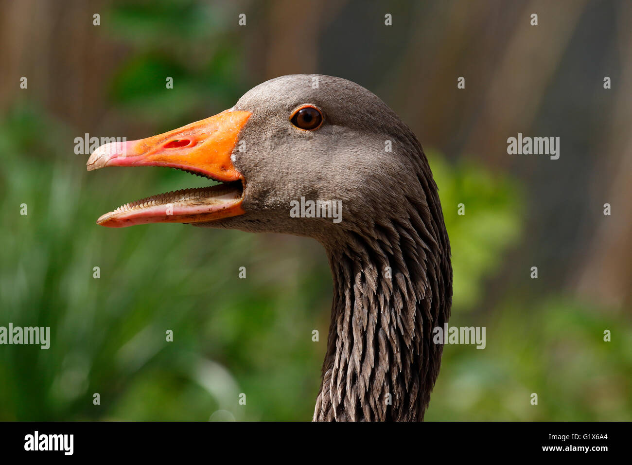 Quacking hires stock photography and images Alamy