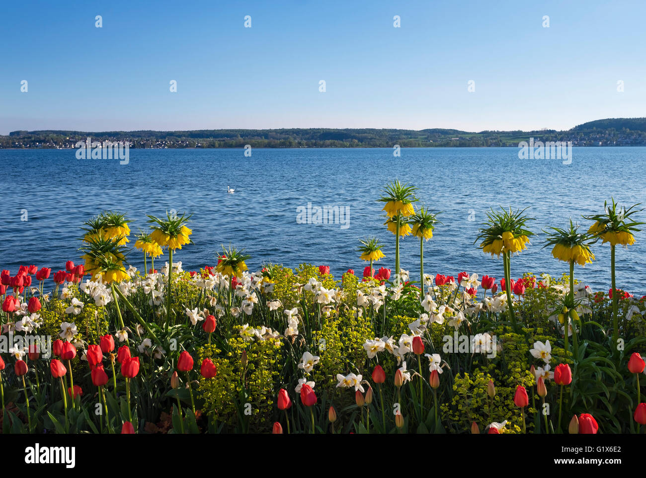 Flower beds with spring flowers at lakeside, Überlingen at Lake Constance, Lake Constance district, Swabia, Baden-Württemberg Stock Photo
