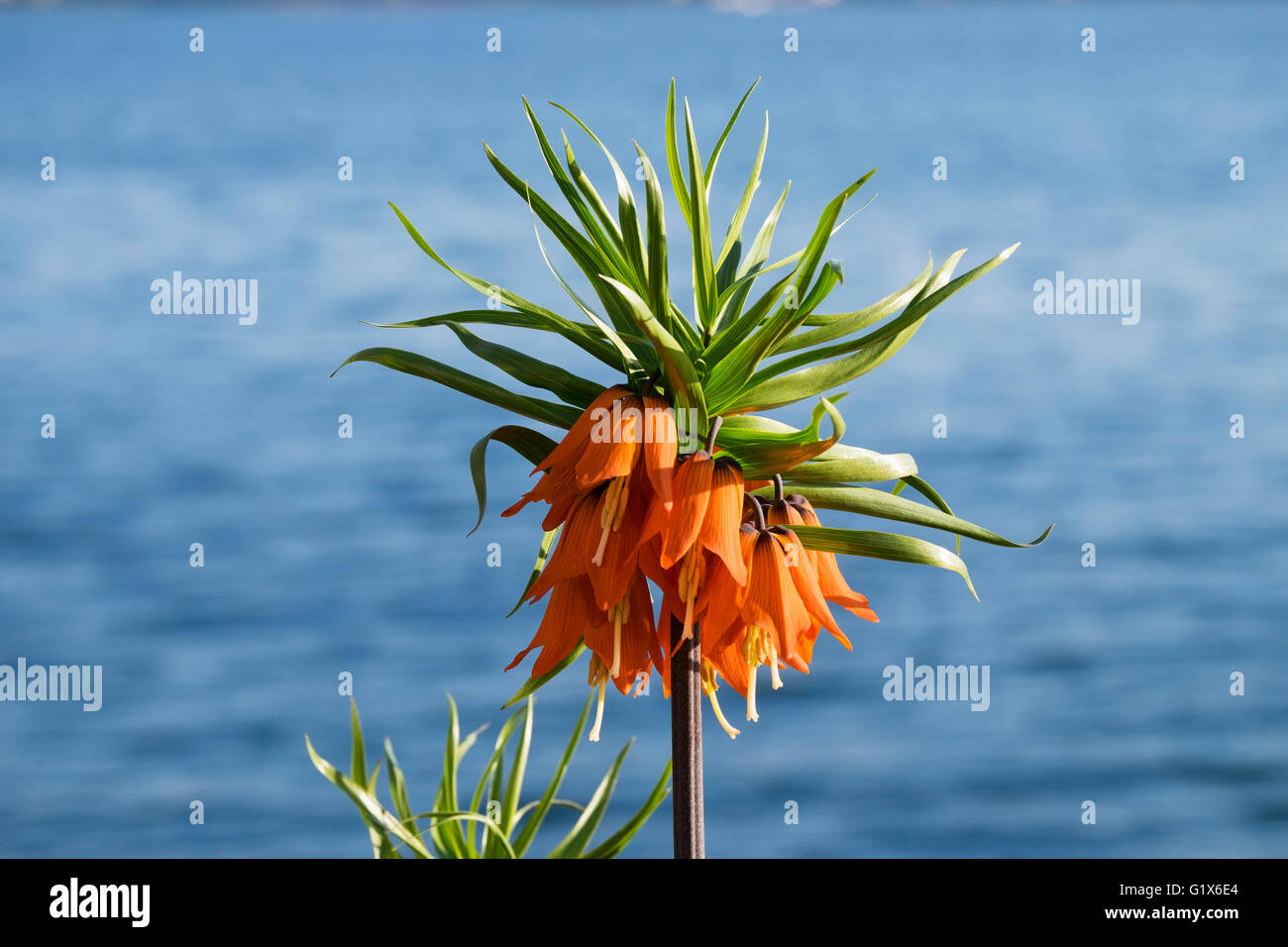 Crown imperial (Fritillaria imperialis), Lake Constance, Swabia, Baden-Württemberg, Germany Stock Photo