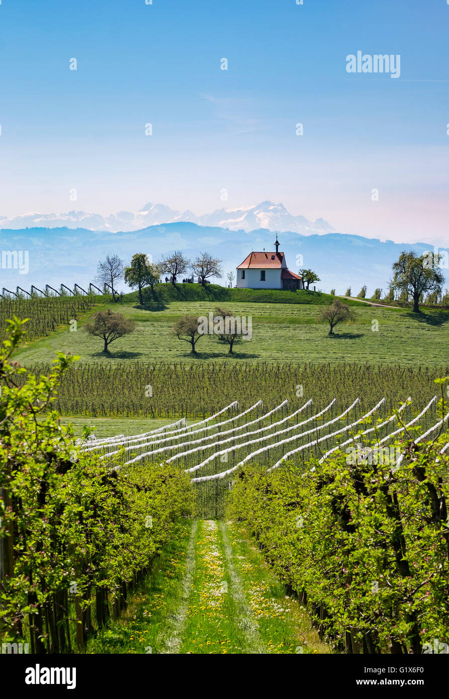 Apple plantation, orchard, Antoniuskapelle in Selmnau near Wasserburg at Lake Constance, mountain Säntis in Switzerland in Stock Photo