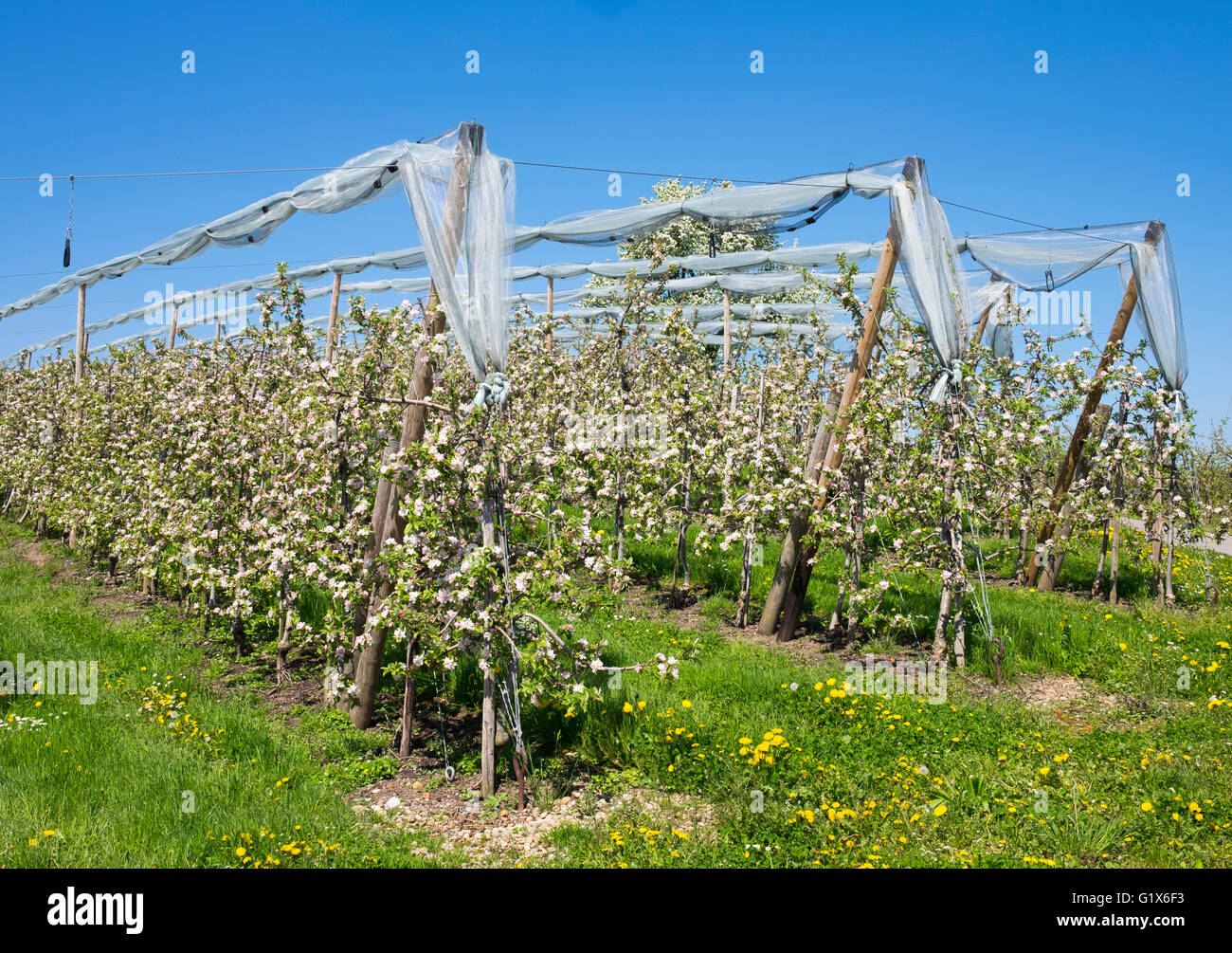 Blossoming apple trees, orchard, Selmnau at Lake Constance, Allgäu, Swabia, Bavaria, Germany Stock Photo