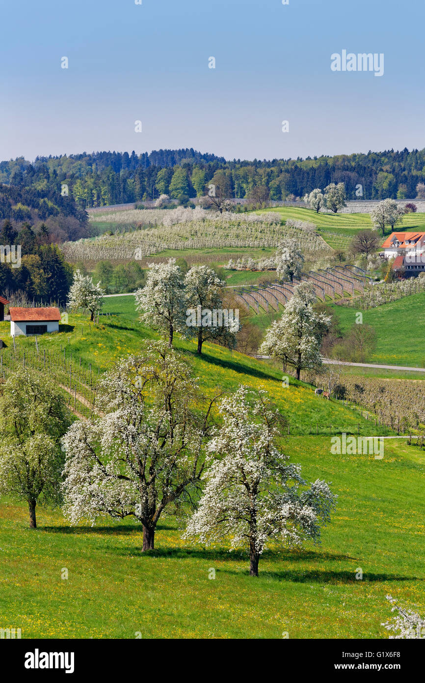 Flowering fruit trees, Taubenberg, Allgäu, Bavaria, Germany Stock Photo