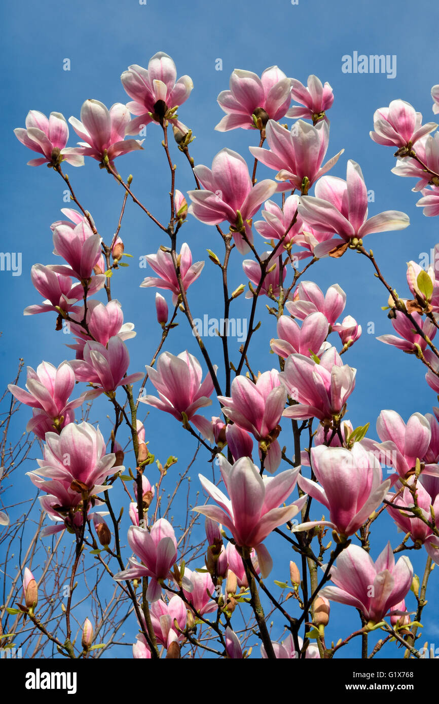Magnolia blossom, magnolia tree (Magnolia × soulangeana), Baden-Württemberg, Germany Stock Photo