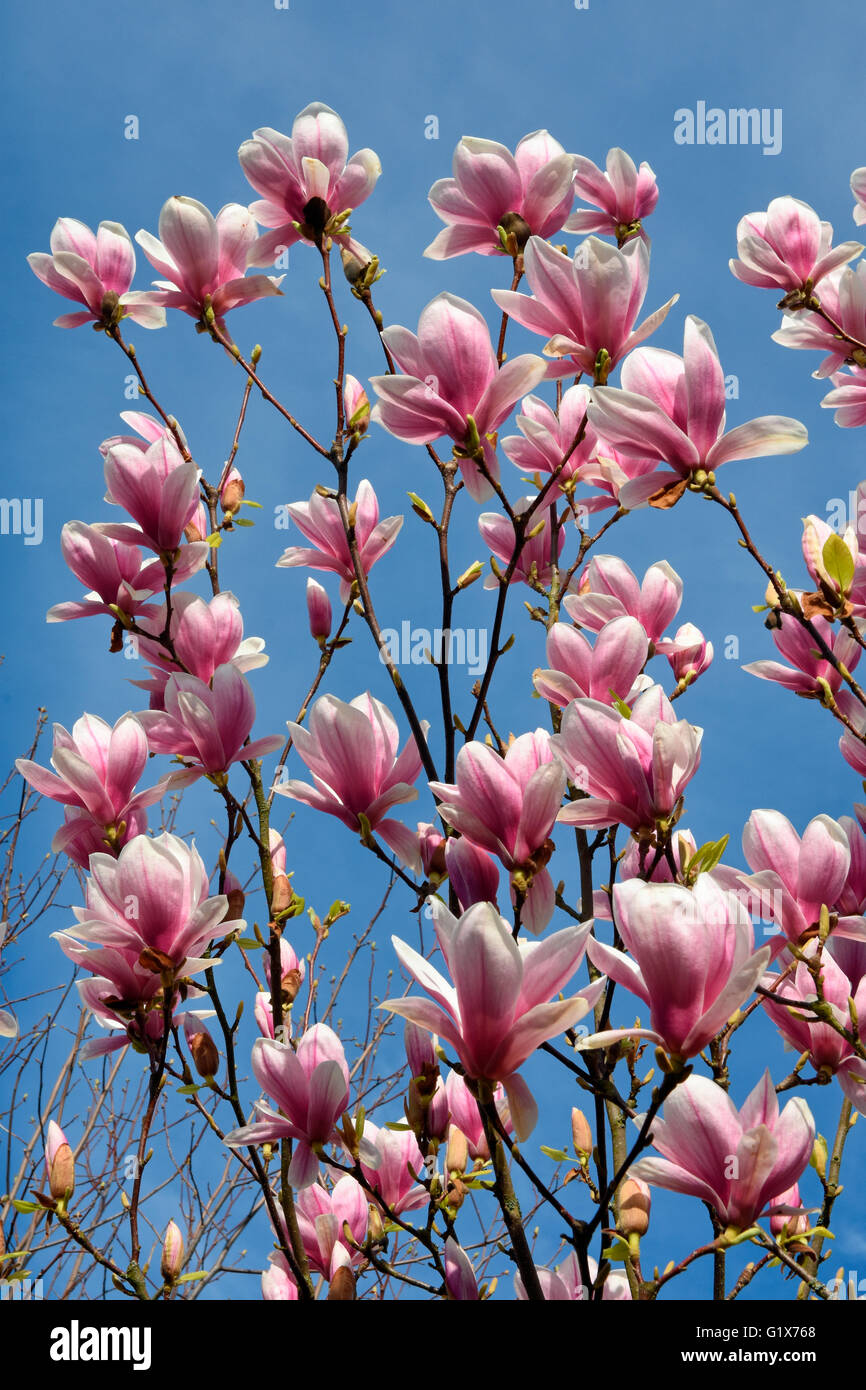 Blossom magnolia tree hi-res stock photography and images - Alamy
