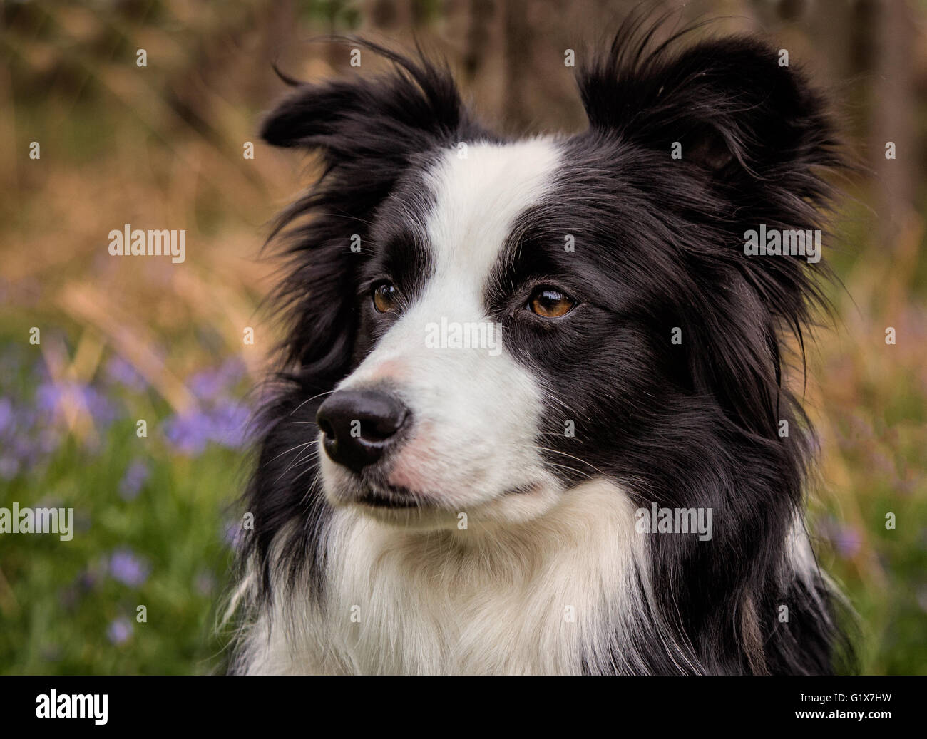 A young female Border Collie taken in the Lake District with a background of Bluebells Stock Photo