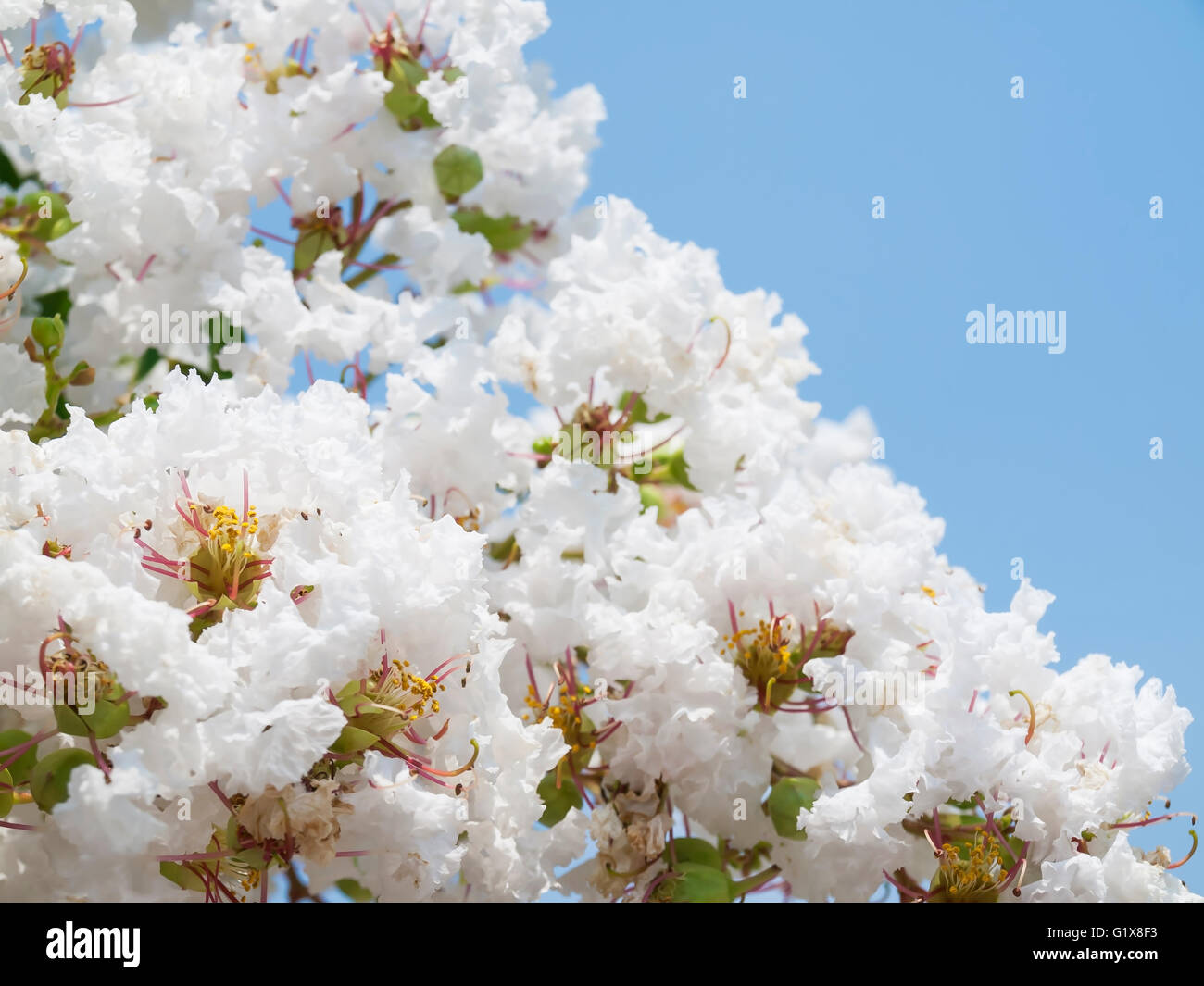 Flower of white Lagerstroemia indica(Crape myrtle) Stock Photo