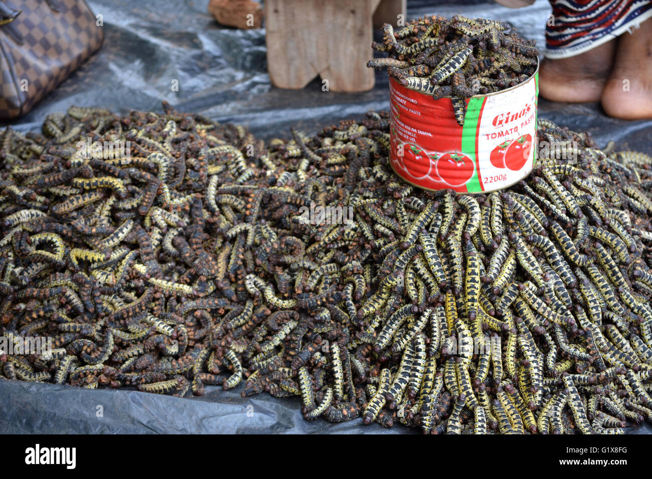 Caterpillars africa hires stock photography and images Alamy