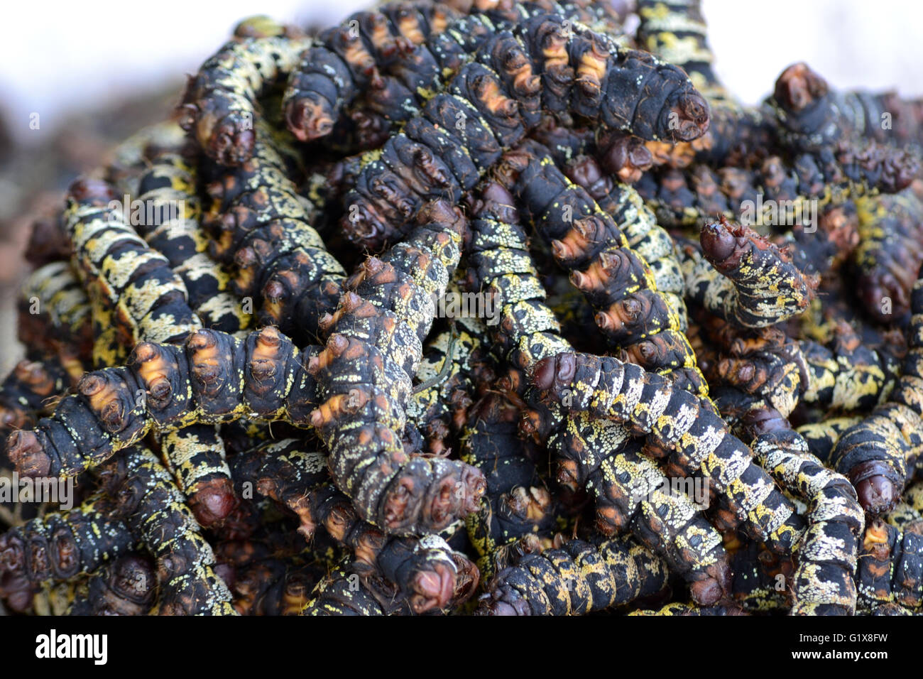 Caterpillars africa hires stock photography and images Alamy