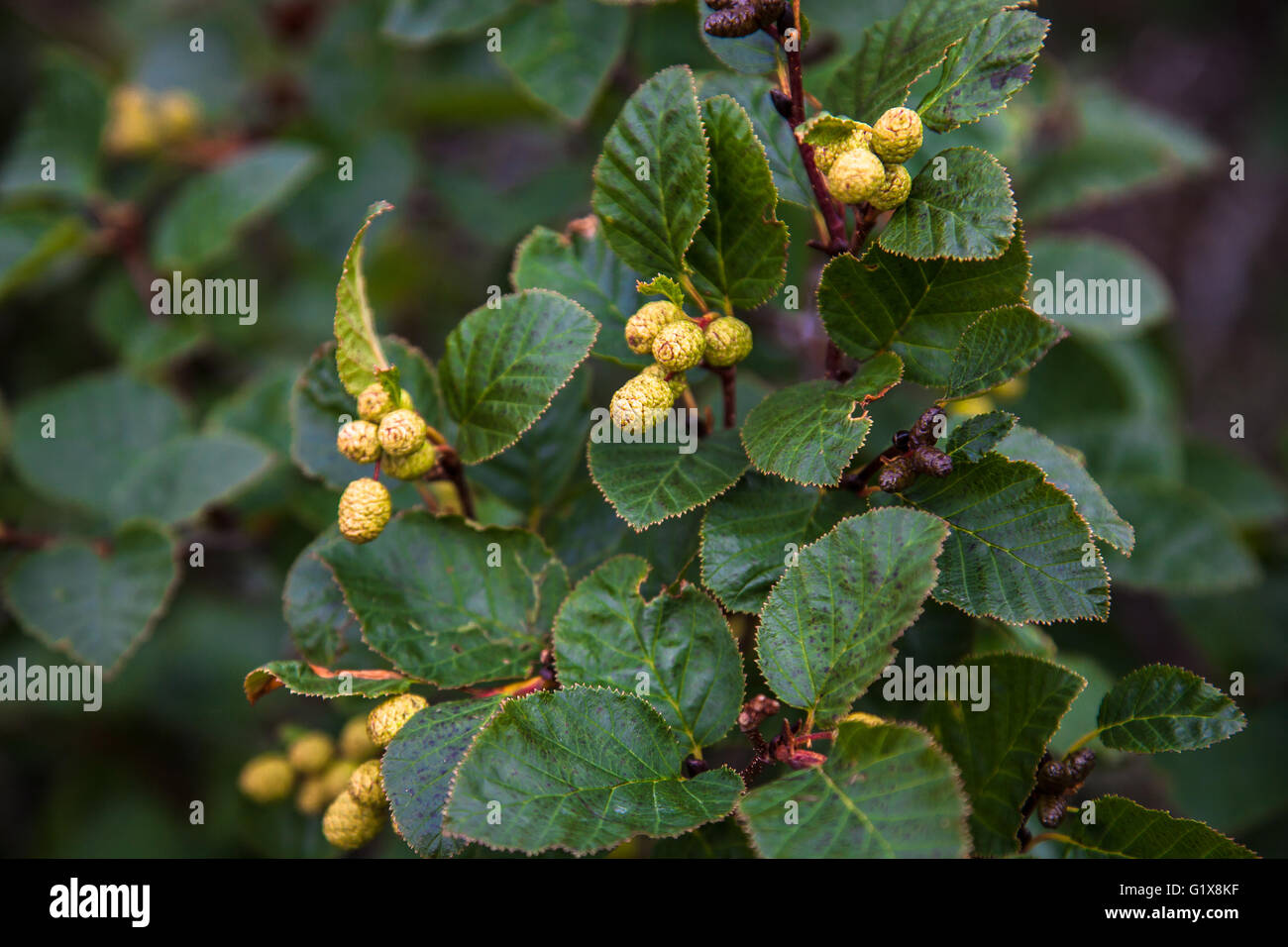 The alder branch with green cones background Stock Photo