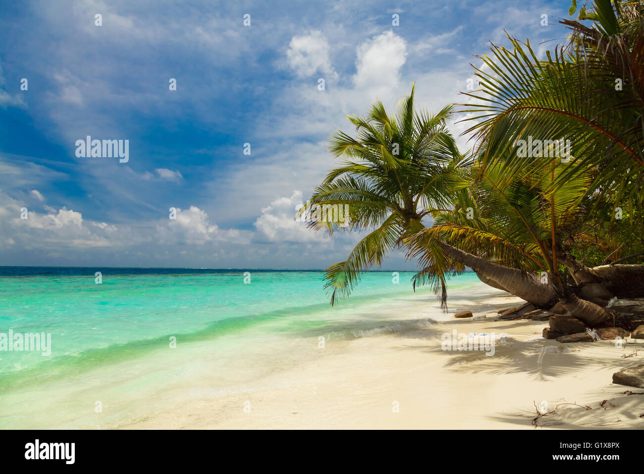 Tropical beach coconut palm trees hi-res stock photography and images ...