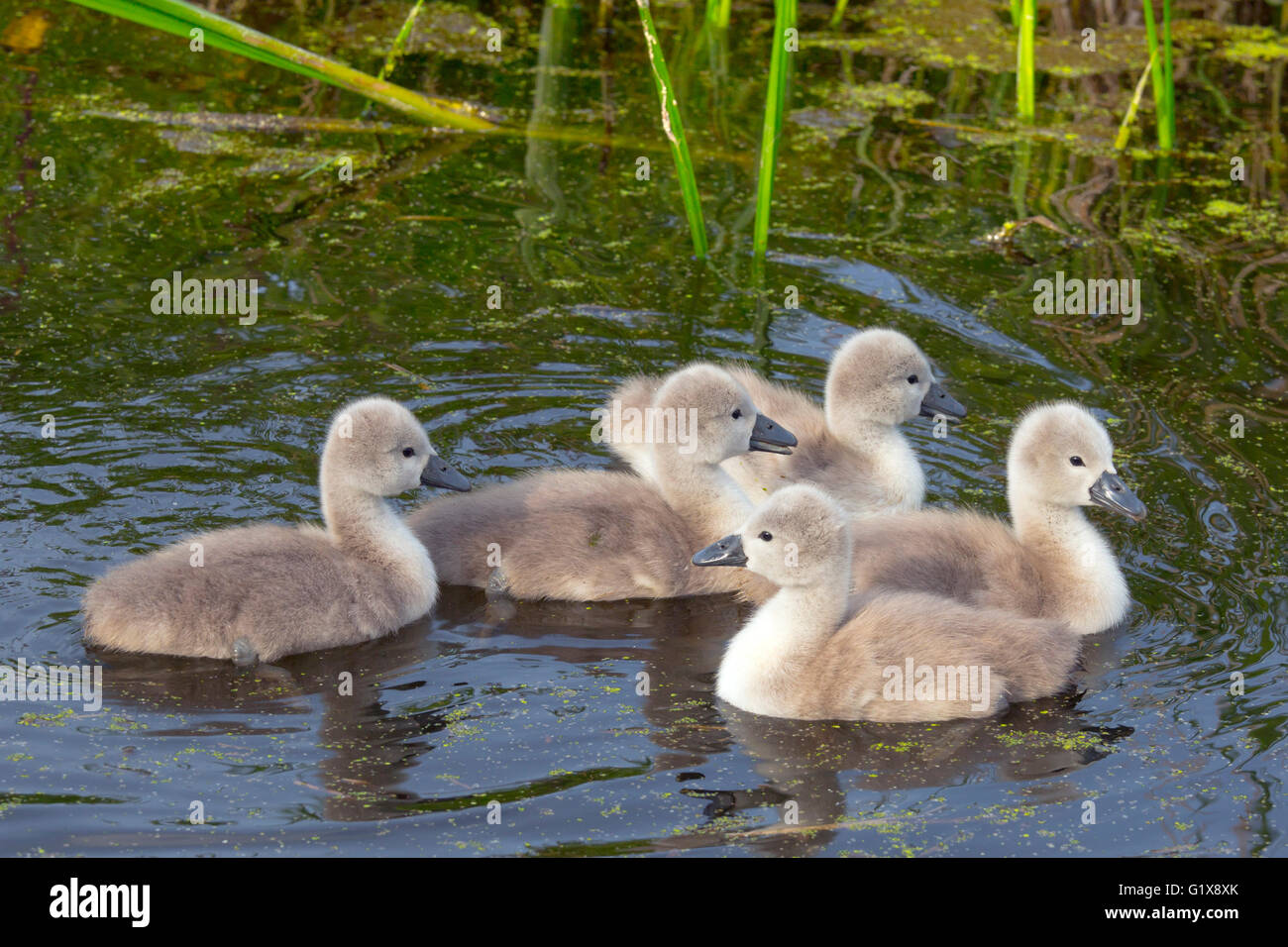 Mute Swan Cygnus olar with a family of newly hatched cygnets Norfolk Stock Photo
