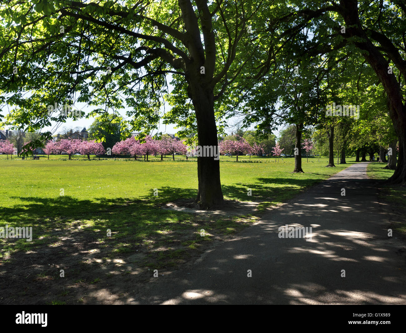 Avenue blossom cherry cherry hires stock photography and images Alamy