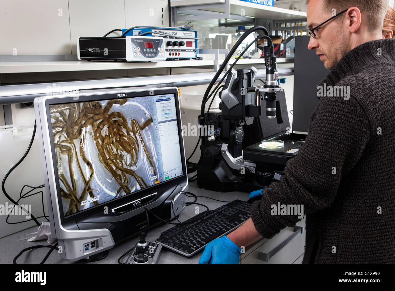 Prof. Dr. Florian Leese are studying the sea spiders from the Antarctic Ocean under the microscope Stock Photo
