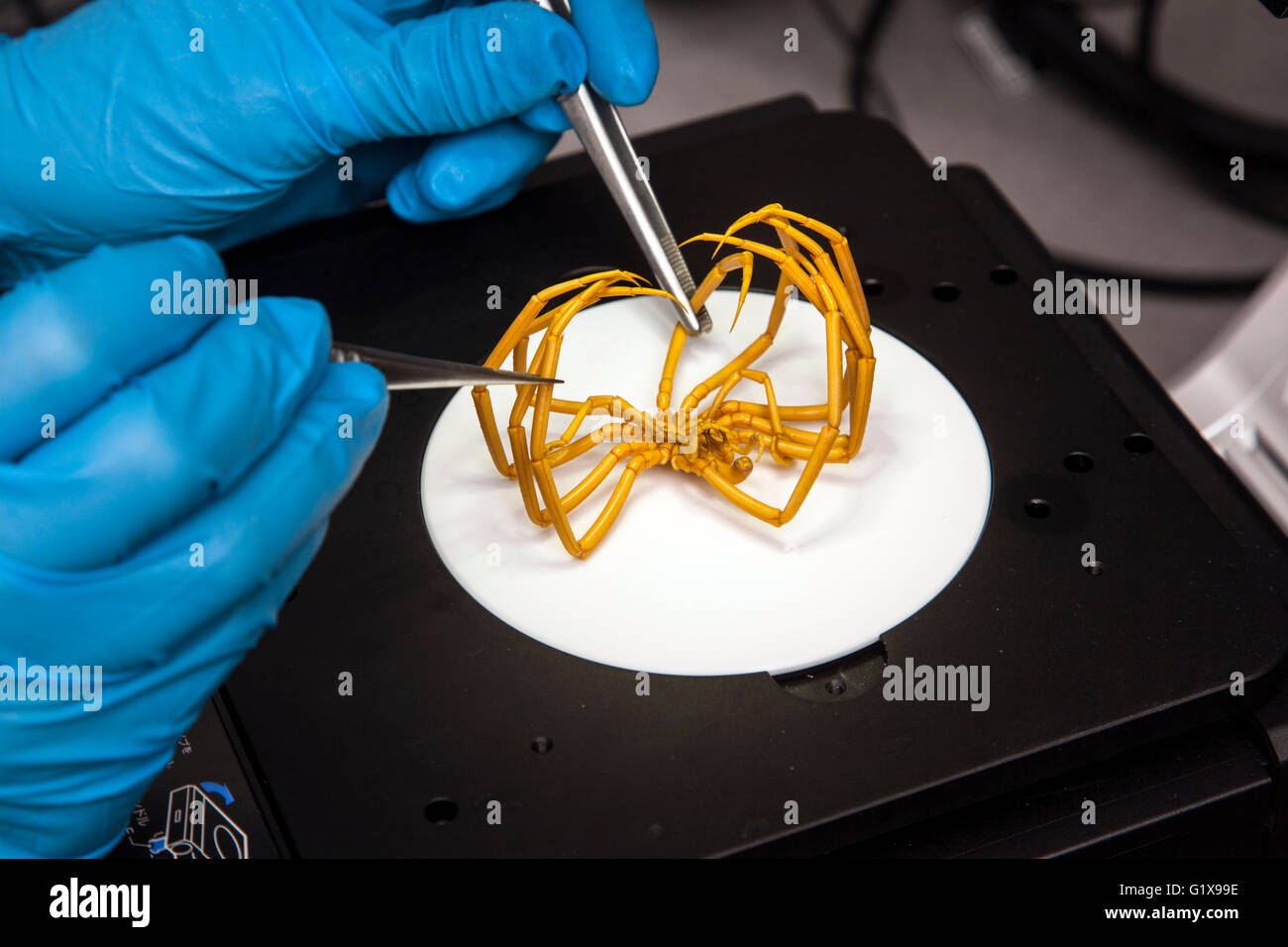 Researcher are studying the sea spiders under the microscope. Stock Photo
