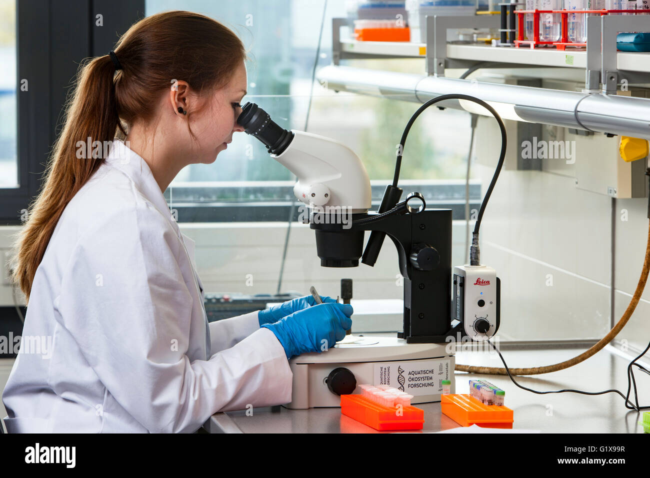 Scientist Working At The Microscope Stock Photo Alamy