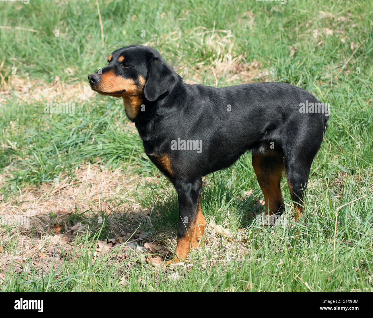 Småland hound Swedish breed Stock Photo