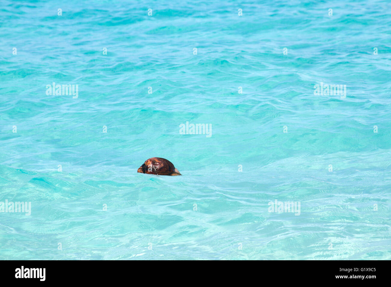 Coconut (Cocos nucifera) floating on the surface of the Caribbean Sea off the coast of St. John, US Virgin Islands Stock Photo