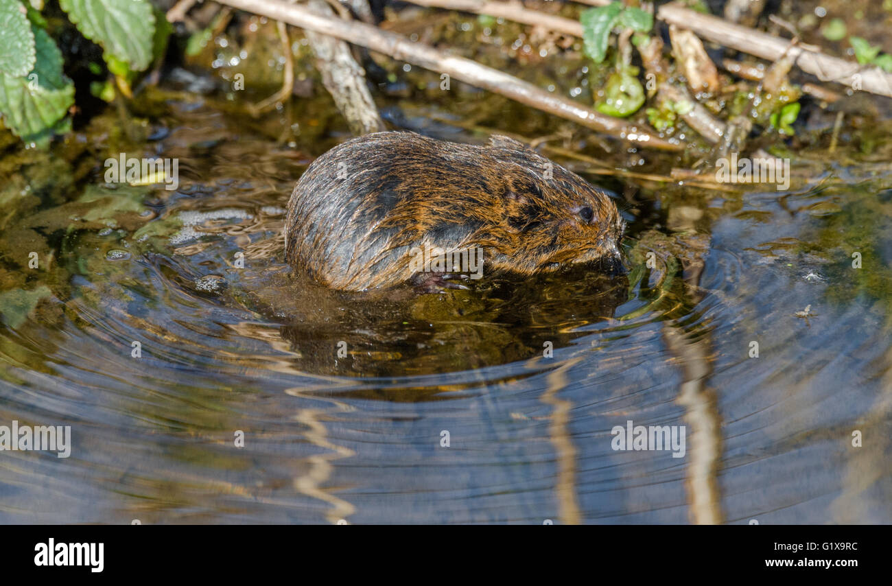 Young European water vole, a semi-aquatic rodent. Stock Photo