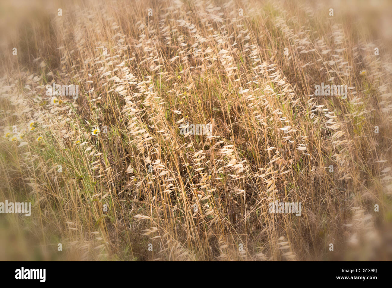Dried grass blowing in the wind. Stock Photo