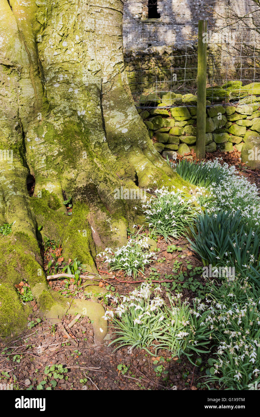 Springtime snowdrops growing around the mossy base of a tree. Dentdale, North Yorkshire Dales National Park , Cumbria, England. Stock Photo