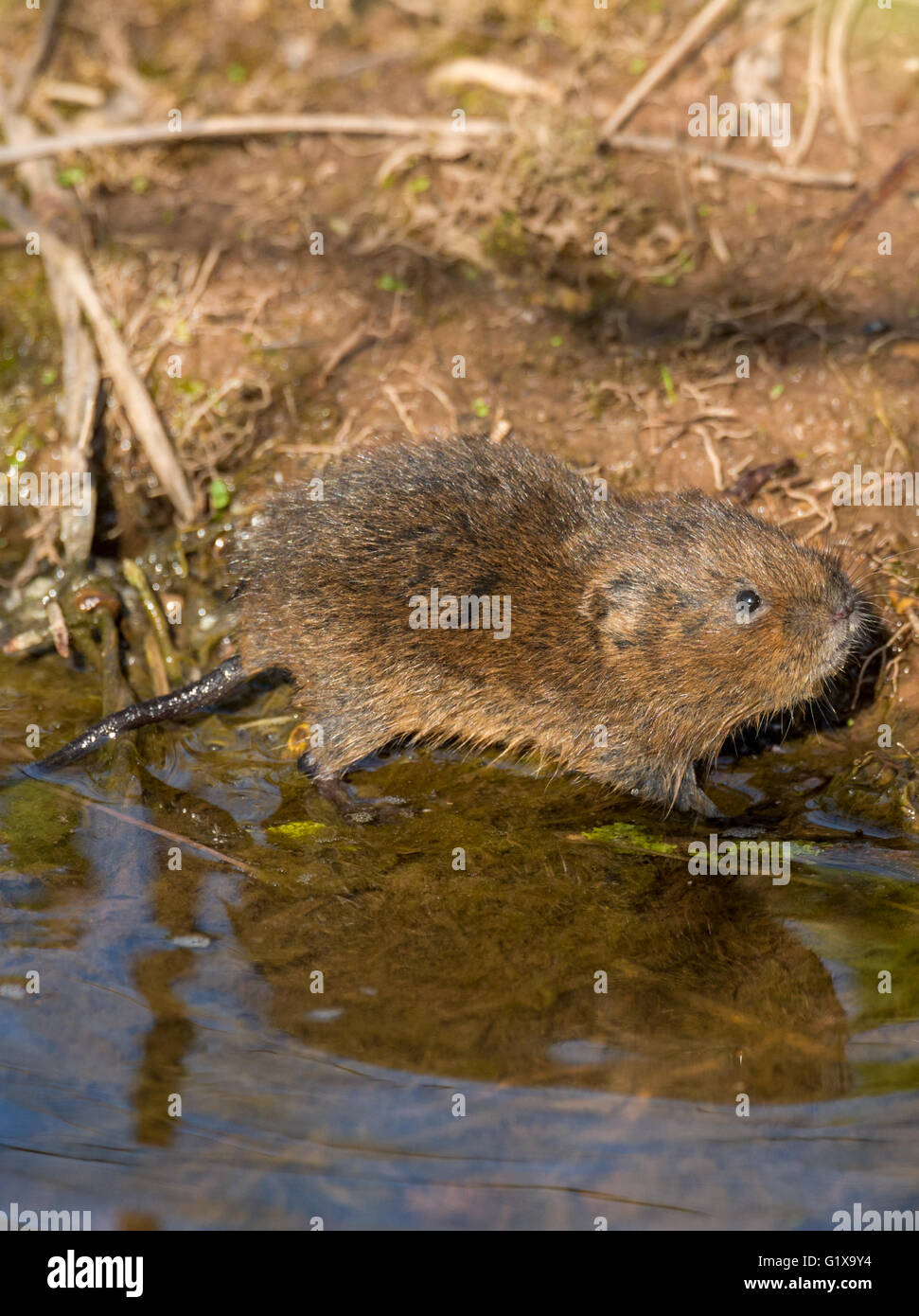 Bank vole with young hi-res stock photography and images - Alamy