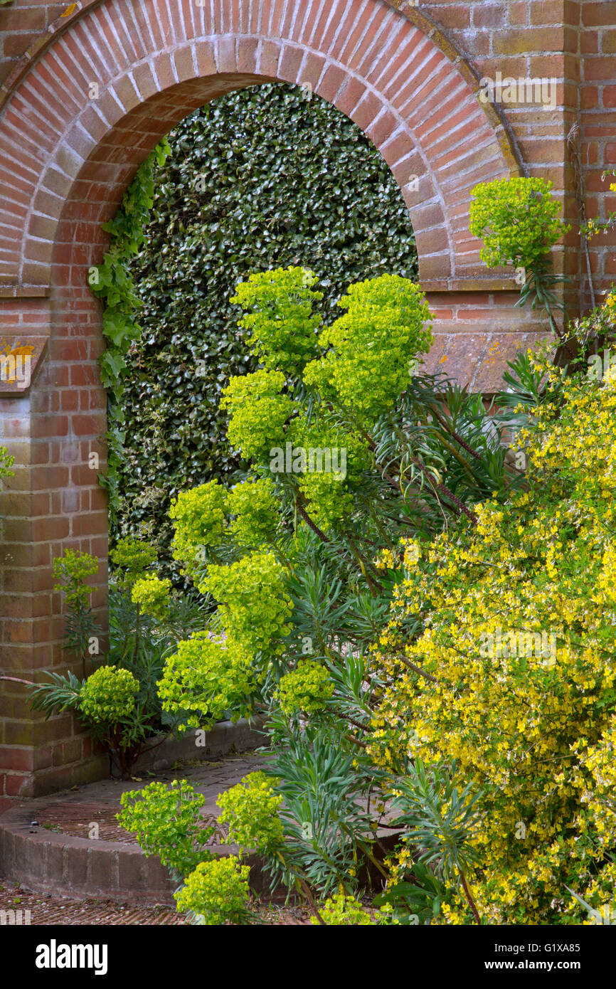 Euphorbia characias subsp. wulfenii spurge in flower border and brick archway Stock Photo