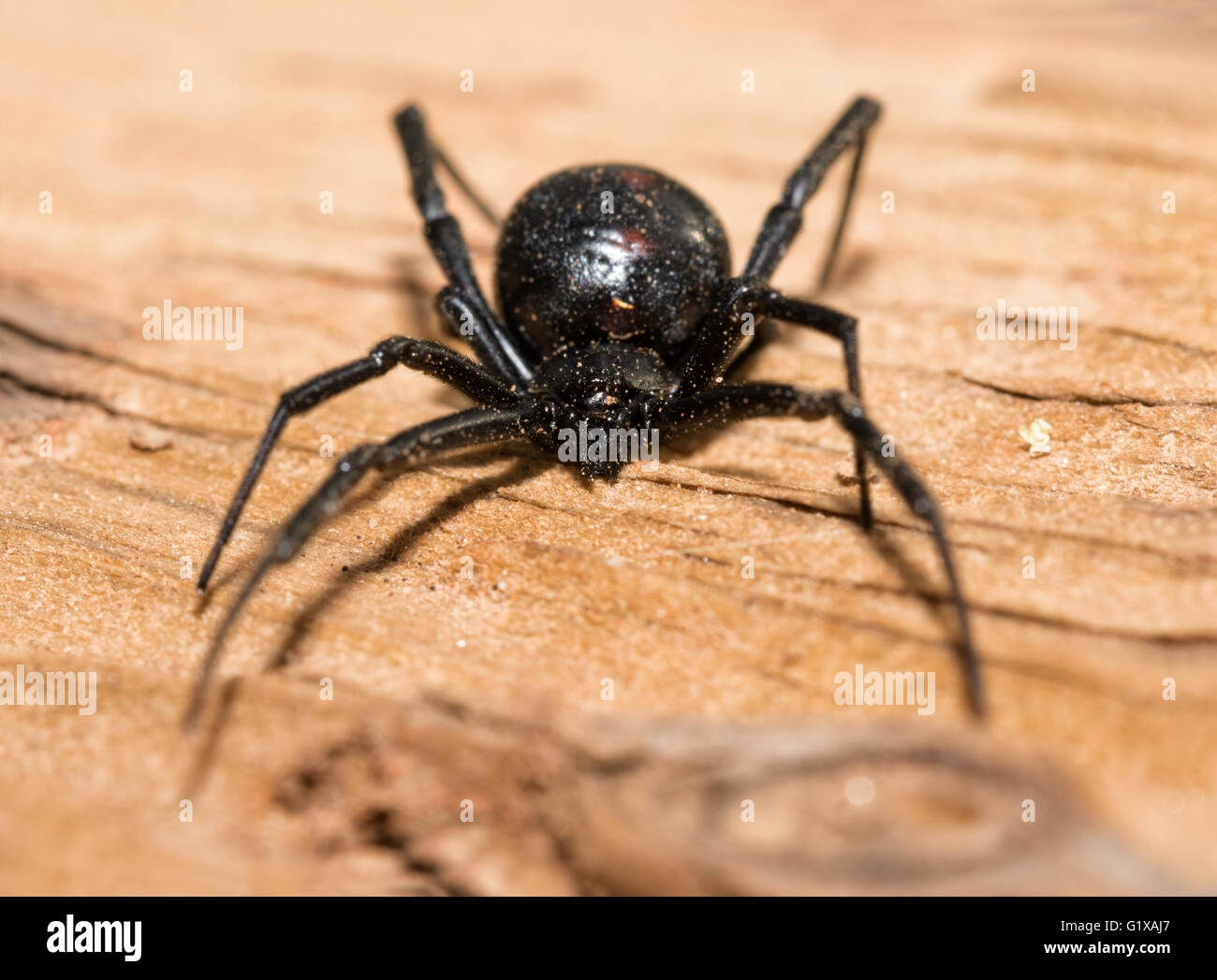 Black Widow spider outdoors on a piece of wood, front view Stock Photo