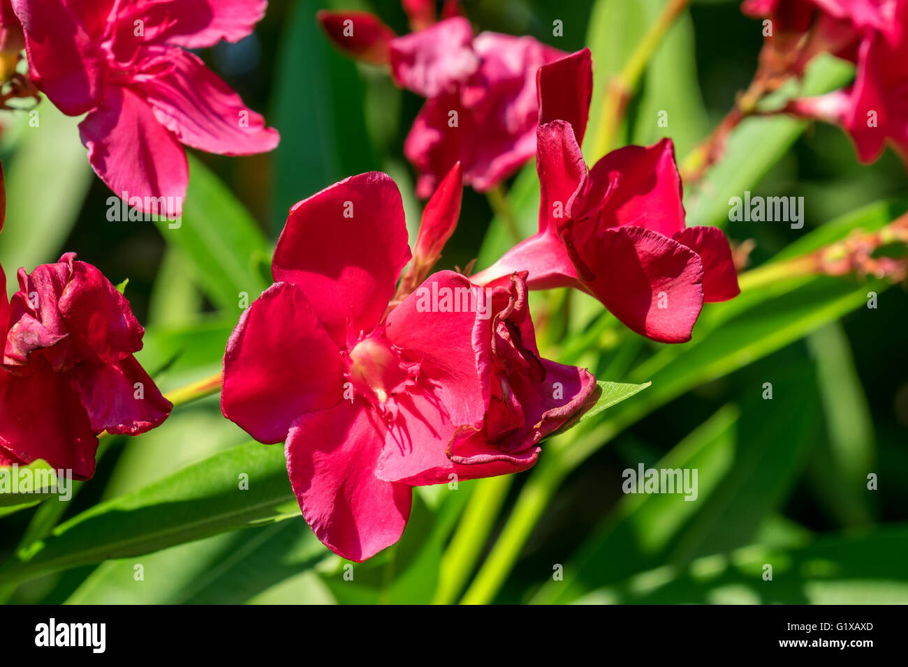 Pink oleander blossoms Stock Photo