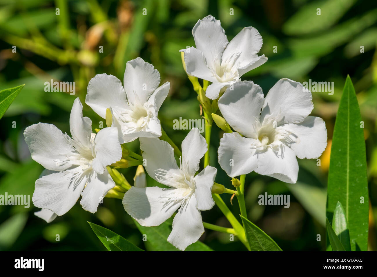 White oleander blossoms Stock Photo