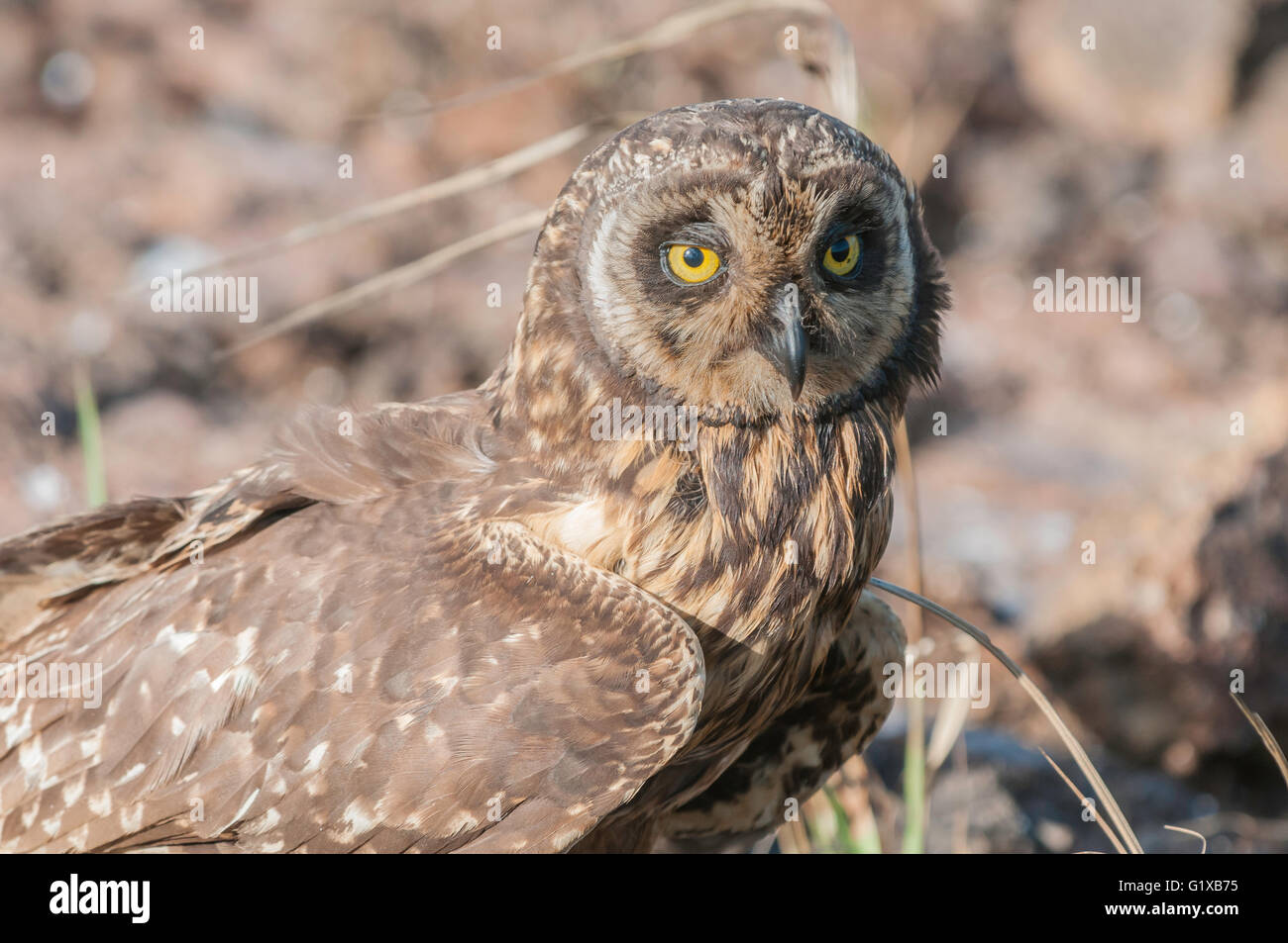Short-eared Owl, Asio flammeus galapagoensis, hunting Storm petrels, Isla Genovesa, Galapagos Islands, Ecuador Stock Photo