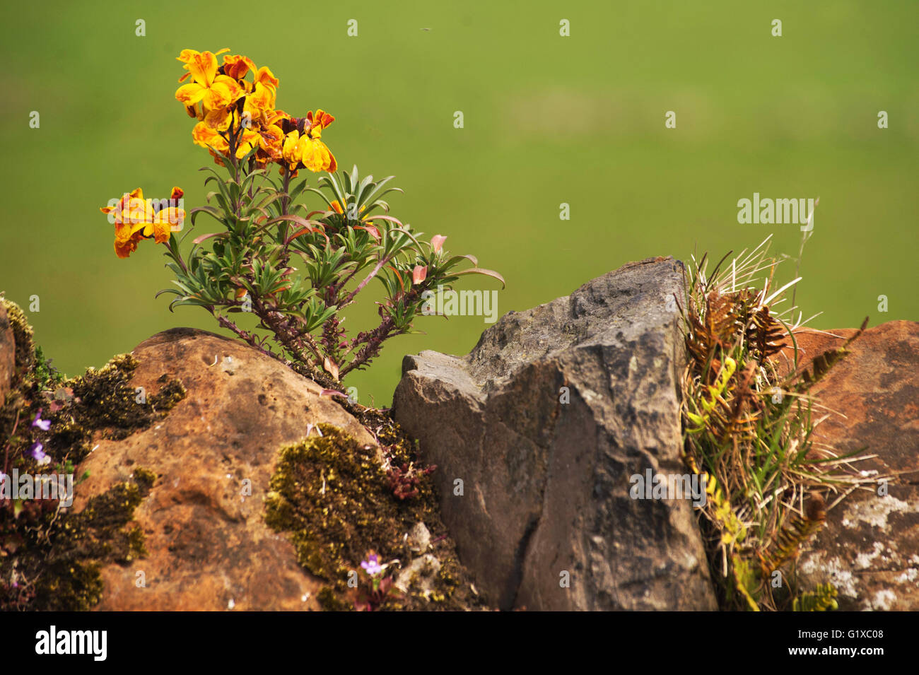 Wallflower main image 0