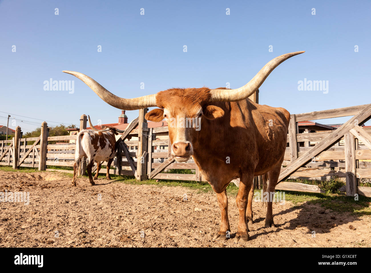 Longhorn steer in Fort Worth Stockyards. Texas, United States Stock Photo