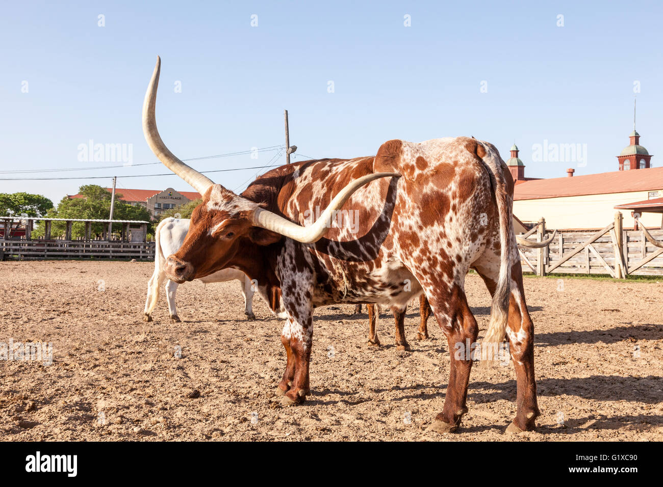 Young Texas Longhorn steer with white and brown markings Stock Photo