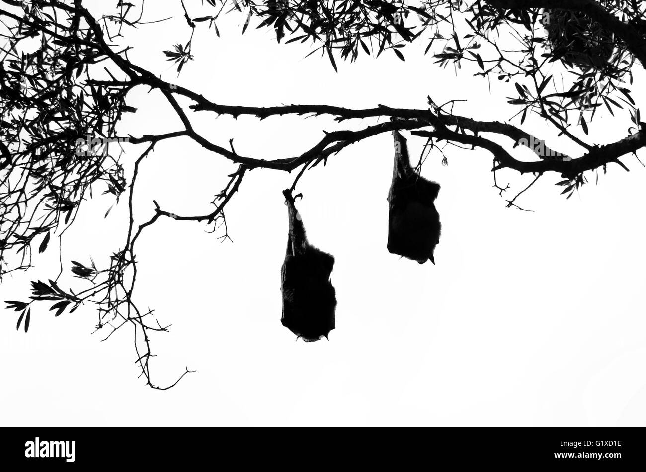 Two fruit bats (grey headed flying foxes) in silhouette (black and white) hanging from a tree Stock Photo