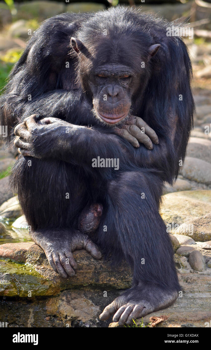Male Chimpanzee in thoughtful pose Stock Photo