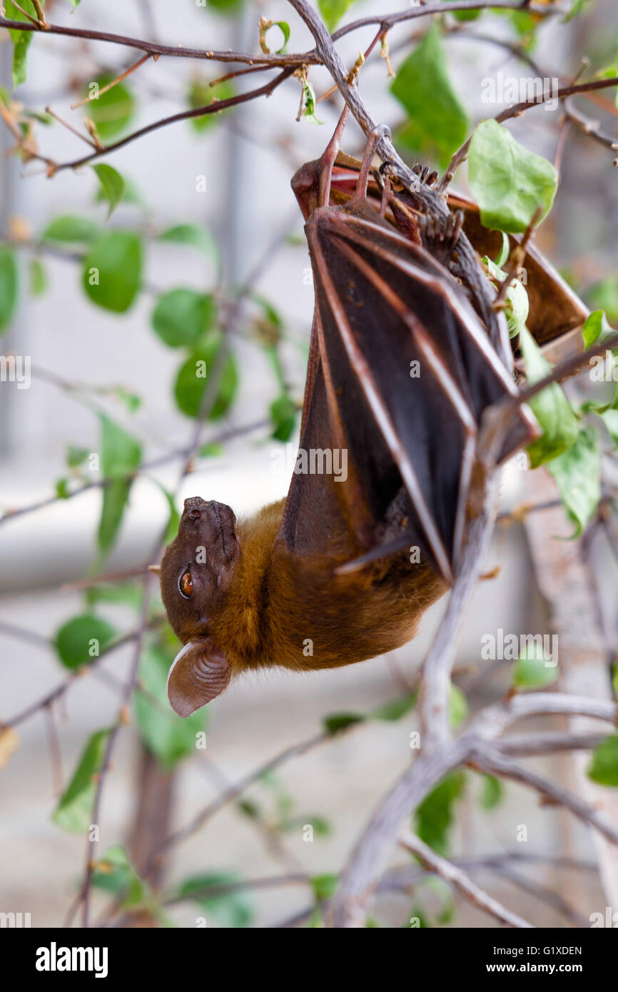 The Lesser short-nosed fruit bat (Cynopterus brachyotis). In the leaves during the daylight Stock Photo