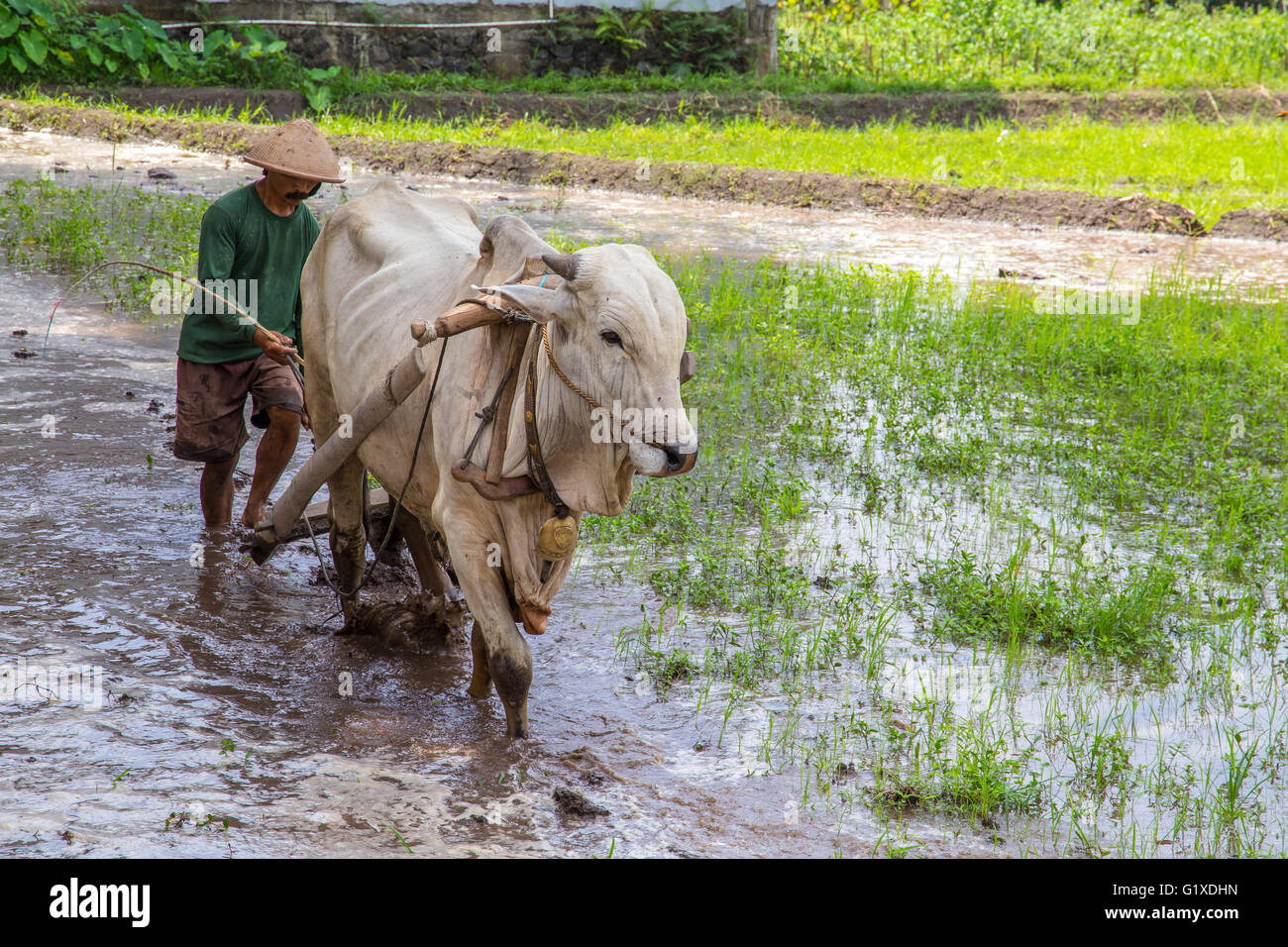 Farmer plowing a paddy in village nearby volcano Merapi. Java Indonesia. Stock Photo