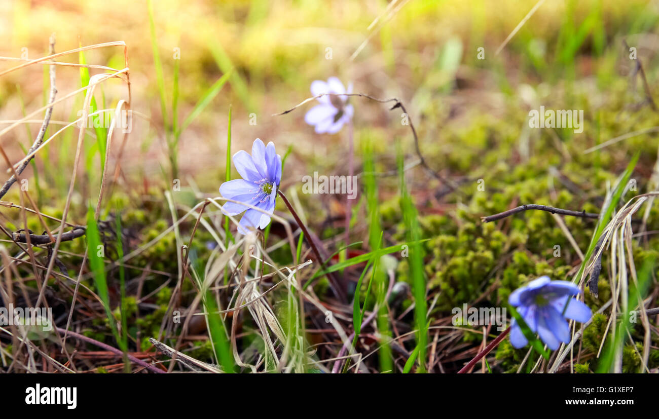 Wild Blue Hepatica flowers in the forest, spring season. Macro photo with selective focus Stock Photo