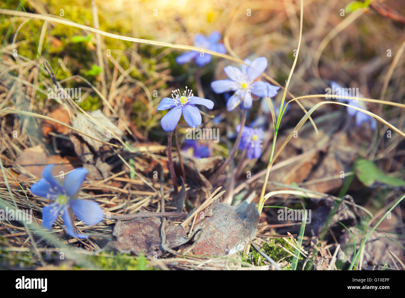 Blue Hepatica flowers in the forest, spring season. Macro photo with selective focus Stock Photo