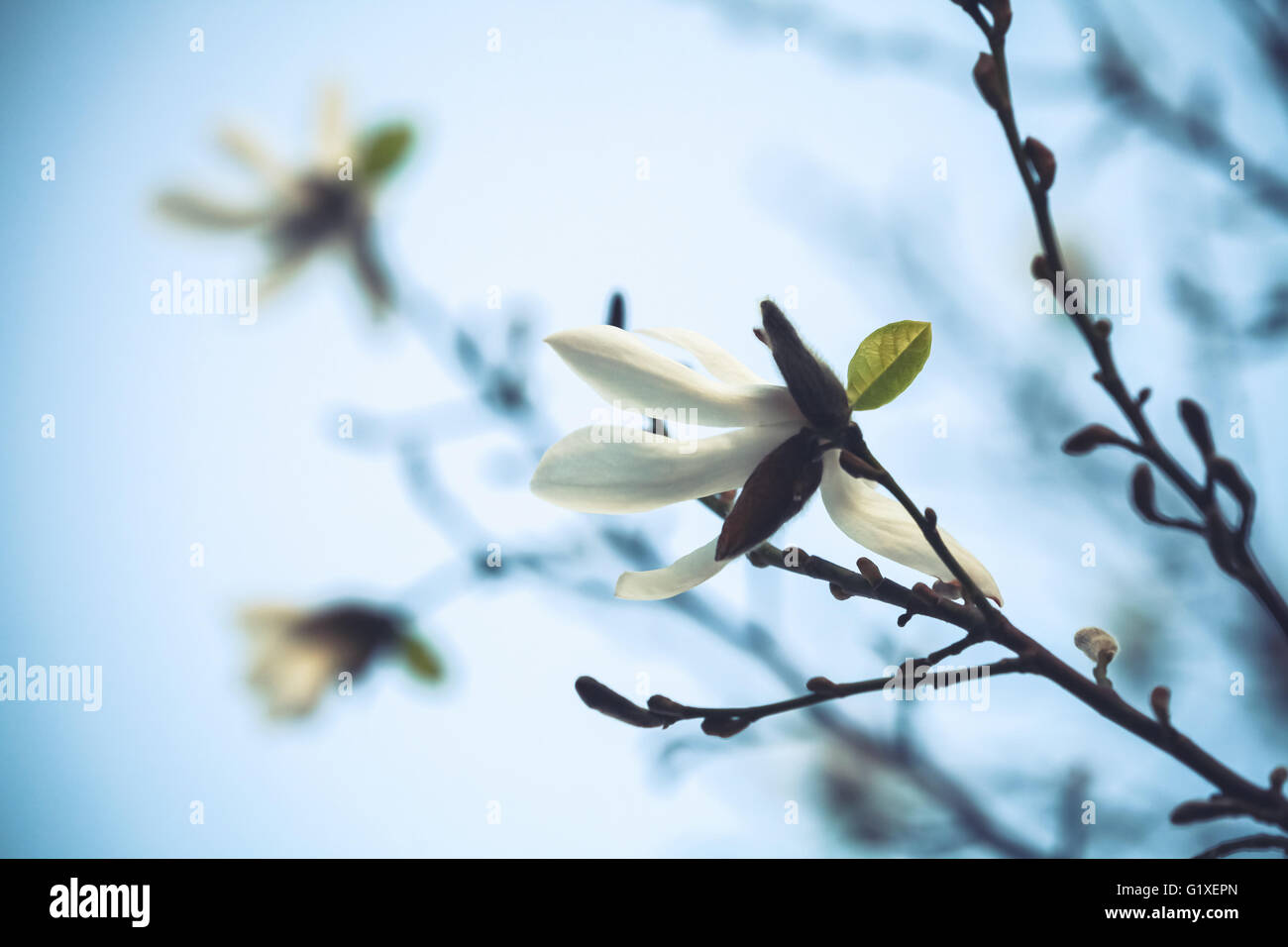 White flowers of magnolia tree over bright blue sky background, closeup ...