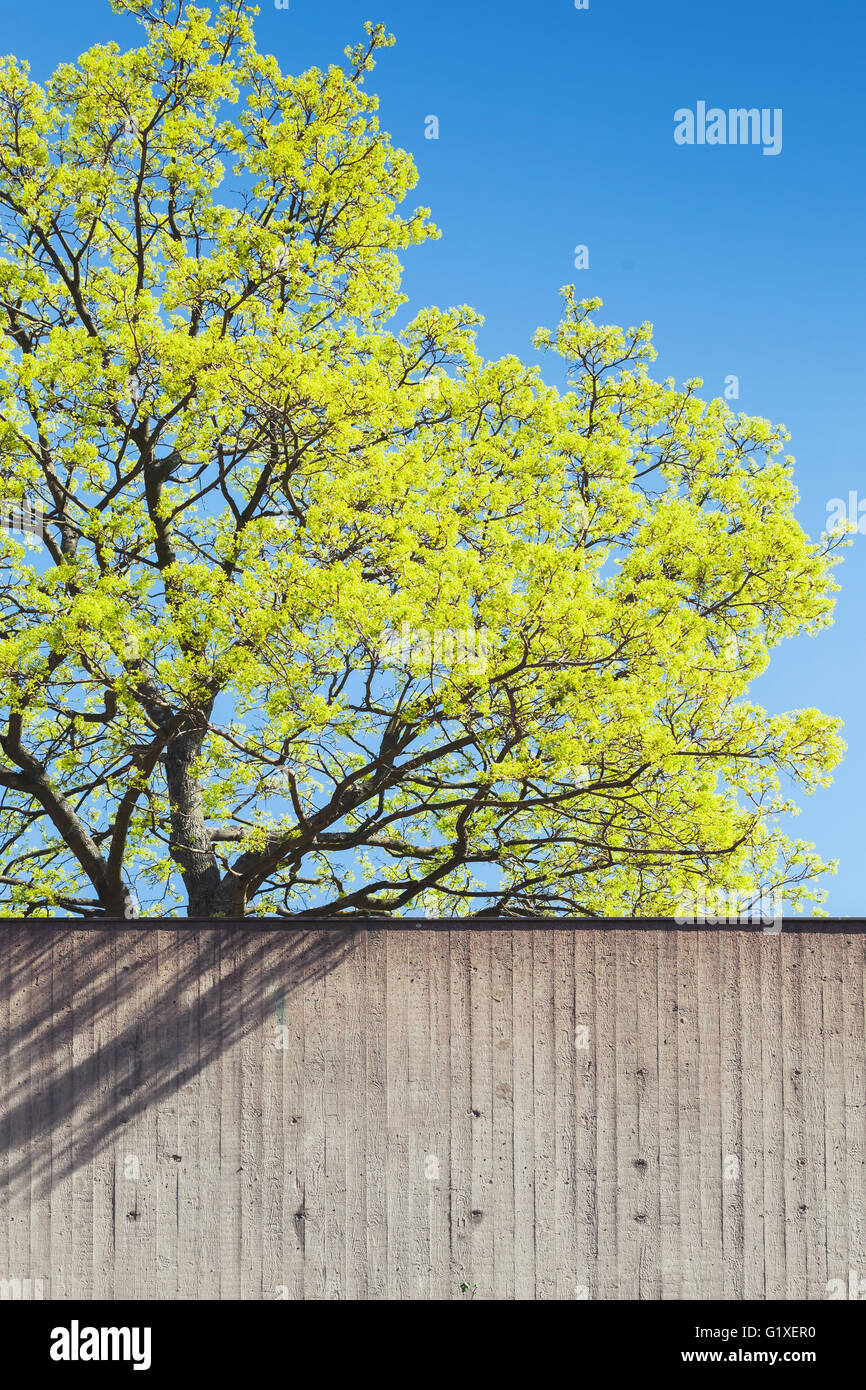 Green tree in spring season growing behind old gray concrete wall, city life concept Stock Photo