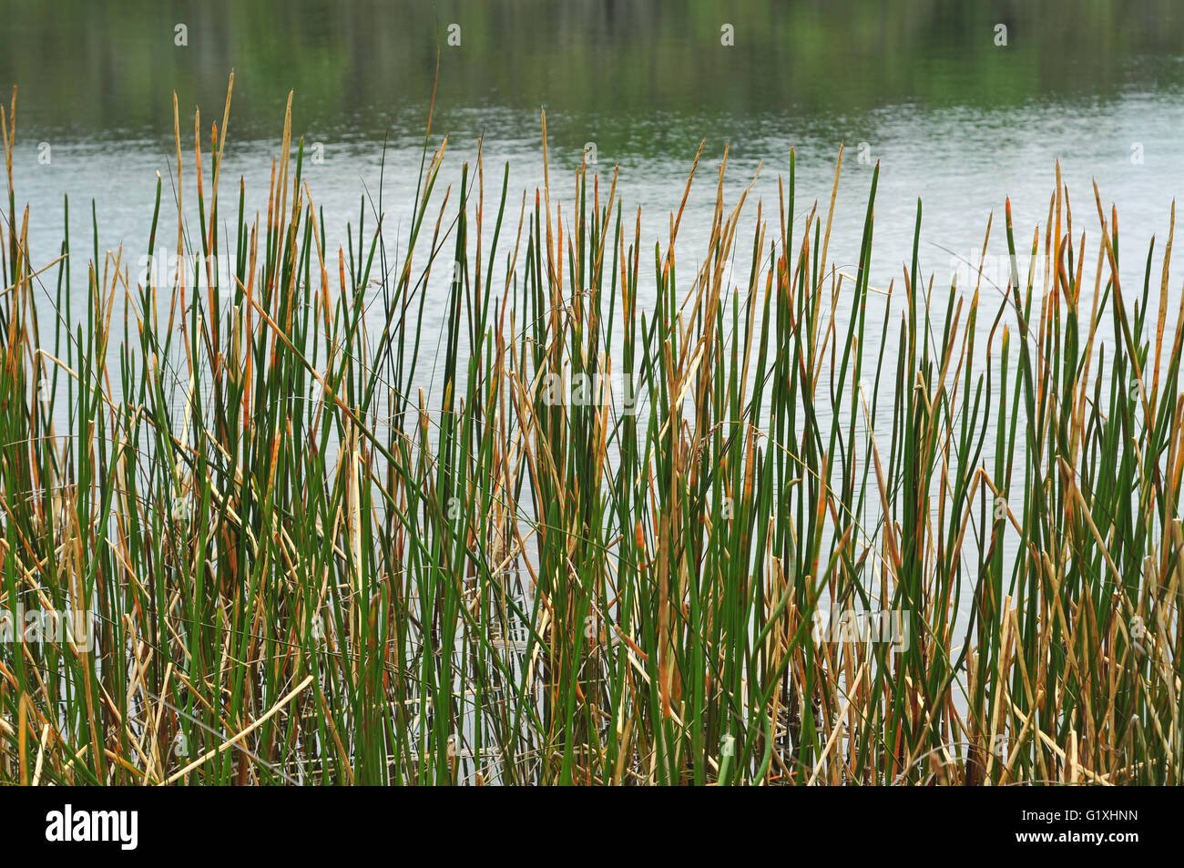 Reeds forming the lake shore Stock Photo - Alamy