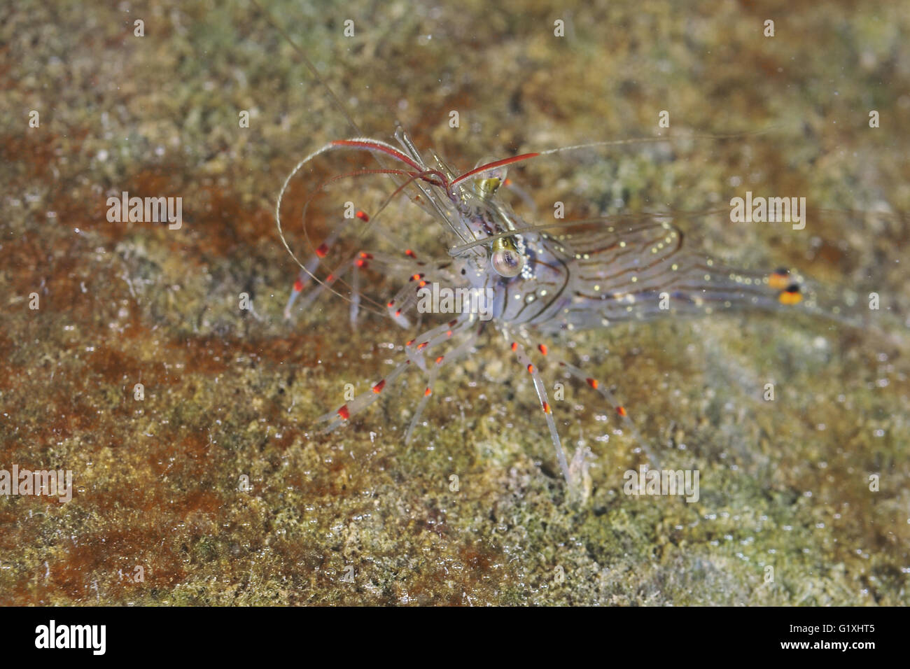Camouflaged common shrimp Palaemon affinis Stock Photo